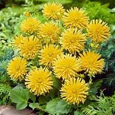Quando concimare le bulbose autunnali e quali fertilizzanti somministrare? Acquista 30x Bulbi Da Fiore Mix Hello Summer Giallo Bakker Com