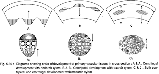 Distinguish Between The Following With Suitable Diagram Exarch And Endarch