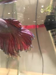 Possible Fin Rot Clamped Fins Maybe How Do I Fix Bettafish