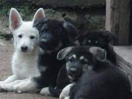 Akc registered first set of shots an… more. 7 Week Old German Shepherd Puppies From Guardian Angel Shepherds In Nescopeck Pa Usa W German Shepherd Puppies German Shepard Puppies Black German Shepherd Dog