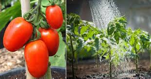 Roma is the standard italian canning and paste tomato. When To Plant Tomatoes In Georgia Best Tomatoes To Grow In Georgia