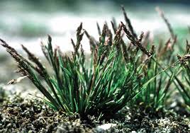 Image result for Agrostis isopholis