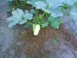 It differs from summer squash in that it is harvested and eaten in the mature fruit stage, when the seeds within have matured fully and the skin has hardened into a tough rind. Butternut Squash Growing Problems