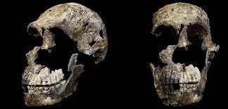 Maybe you would like to learn more about one of these? Morning News Aufgabe Abitur Homo Naledi 2 Neo Skull Of Homo Naledi