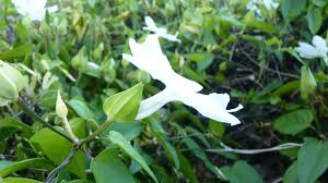 Image result for Thunbergia gossweileri