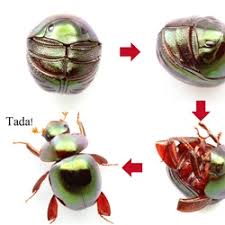 Image result for Pterygota