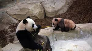 Huan huan, a giant panda at beauval zoo in central france, is pregnant and the. Un Bebe Panda Doit Naitre Au Zooparc De Beauval Cet Ete