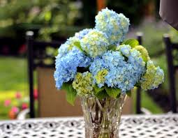 Hydrangeas also require fertilization to thrive; Hydrangeas In The Garden Tips For Planting Care Fertilization Cutting Interior Design Ideas Ofdesign