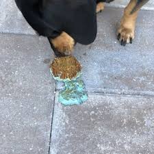 Gratis versand bereits ab 20€. Dachshund Rescue Of South Florida 18 Photos 25 Reviews Animal Shelters Miami Fl