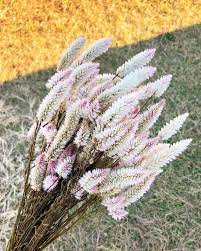 This Flamingo Feather Celosia Was One Of My Favorite Crops We Grew This Year Perfect For Market Bouquets Weddi Dried Flowers My Favorite Things Perfection