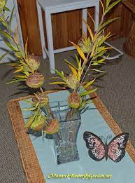 We recommend the latter approach since germination rates are harvest and storage of milkweed seeds the timing of the collection of milkweed pods or seeds is critical. Gomphocarpus Physocarpus Giant Swan Plant Milkweed