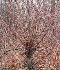 Pruning my willow shrub for the first time ever. 16 Best Dappled Willow Ideas Dappled Willow Willow Dappled Willow Tree