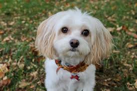 From the staff: Celebrating International Dog Day 2019 with the dogs of The  Red & Black