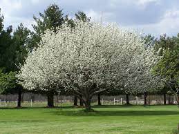 Raspberries do well in partial shade on hills. Flowering Trees Flowering Trees Iowa Arboretum Fast Growing Shade Trees Flowering Trees Trees And Shrubs