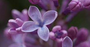 Lilacs My Grandma Just Loved These And So Do I Beautiful Flowers Purple Flowers Pretty Flowers