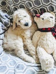 hoppendale, george, moore, asia on amazon.com. Mini Goldendoodle Puppies For Sale In Christiansburg Virginia Classified Americanlisted Com