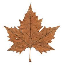 Maple Leaf Png Image Daun Bunga Kering Latar Belakang