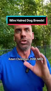 Did you know about these wirehaired dog breeds!? And why are they called  wirehaired? Check it out! #wirehaireddachshund #germanwirehairedpointer  #dogbreeds #vettok #dogtok #dogsoftiktok #newjersey ...