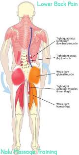The hip joint is a ball and socket synovial type joint between the head of the femur and acetabulum of the pelvis. Pin On Acupressure For Back Problems