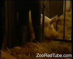 Auf forumzoone gibt es jedoch keine tierpornografie. Pig Porn