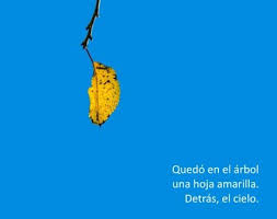 Quedo En El Arbol Una Hoja Amarilla Detras El Cielo Cesar Sanchez Haiku Ejemplos De Haiku Poemas Haiku
