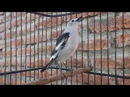 Lihat promo dan simulasi kredit di bulan agustus di kota anda. Jalak Kapas Jalak Sutra Gacor Untuk Pancingan Jalak Kapas Jalak Sutra Bisu Agar Cepat Gacor Youtube