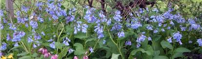 Native perennials are perennial plants that return year after year and are indigenous to your part of the country. Spring Ephemeral Native Plants