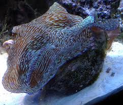 Image result for Tridactyle stevartiana