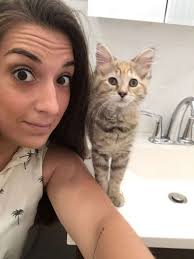 How To Introduce A New Kitten To A Cat, According To Experts