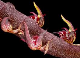 Image result for Bulbophyllum scaberulum