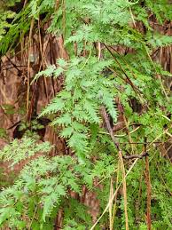 Image result for Lygodium