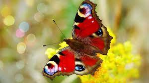 Download and use 1,000+ butterfly stock photos for free. How To Befriend A Butterfly Booktrust