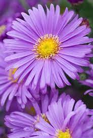 Aster Novi Belgii Blauglut Aster Flower Amazing Flowers Purple Garden