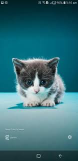 photoshoots おしゃれまとめの人気アイデア pinterest zaara khan かわいい子猫 キュートな猫 子猫