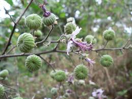 Image result for Abutilon longicuspe