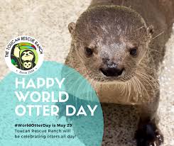 Classic Adoption River Otter River Otter Otters Adoption