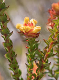 Image result for Penaeaceae