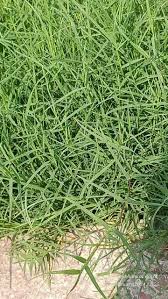 Image result for Elytrophorus spicatus