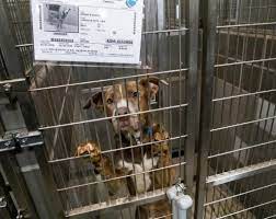 Veterinary clinics that will kindly take in injured wild birds include north las vegas animal (nlv) hospital, park animal hospital, (central lv) and vca black. Five Years After Las Vegas Shelter Sets Zero Euthanasia Goal Success Is Within Sight The Nevada Independent