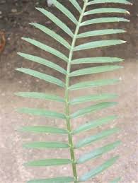 Image result for Encephalartos ngoyanus