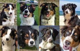 Australian Shepherd Vs English Shepherd Complete Breakdown Australian Shepherd Info