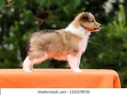 Maybe you would like to learn more about one of these? Cute Sheltie Puppies Stock Photo And Image Collection By Lisjatina Shutterstock