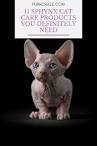 What You Need to Know Before Bringing Home a Sphynx Cat ...