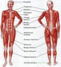 The Latest On Human Body Muscles Muscle Diagram Muscular