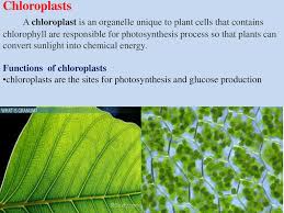Plant cell responsible for photosynthesis. Chloroplasts Chromoplasts Leucoplasts Plastids Ppt Download