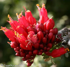 Image result for Schotia afra