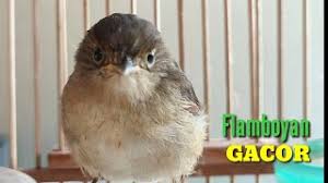 Download lagu burung flamboyan betina (5.9mb) dan streaming kumpulan lagu burung flamboyan betina (5.9mb) mp3 terbaru di metrolagu dan hasil diatas adalah hasil pencarian dari anda burung flamboyan betina mp3 dan menurut kami yang paling cocok adalah burung. Hhgdf5qydnxsgm