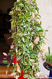 Hoya Houseplant Repotting When How The Mix To Use Easy Care Houseplants Hoya Plant Plants