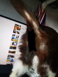 Hormonal imbalances, specifically too much thyroid or increased levels of steroids in the body, may lead to cat hair loss. My 5 Year Old Female Cat Is Losing Hair On Her Tail Back Legs And Around Her Butt What Is The Cause Is There Anything I Can Do Cats