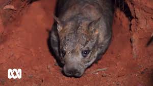 Image result for Northern hairy-nosed wombat